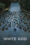 Nonton Film White God (2014) Nonton Film White God (2014)